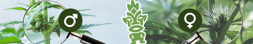 Weibliche und Männliche Cannabispflanzen